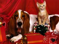 navidad-animales-varios-003.jpg