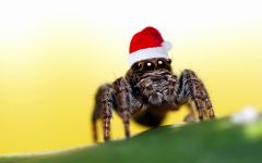 navidad-animales-varios-004.jpg