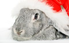 navidad-animales-varios-005.jpg