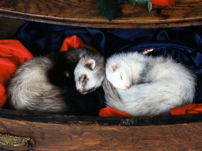 navidad-animales-varios-008.jpg
