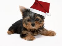navidad-animales-perros-001.jpg