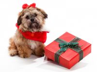 navidad-animales-perros-002.jpg