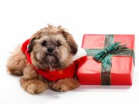 navidad-animales-perros-003.jpg