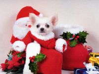 navidad-animales-perros-004.jpg