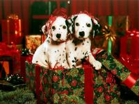 navidad-animales-perros-005.jpg