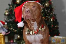 navidad-animales-perros-006.jpg