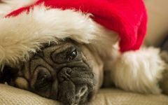 navidad-animales-perros-007.jpg