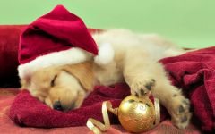 navidad-animales-perros-008.jpg