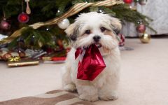 navidad-animales-perros-009.jpg