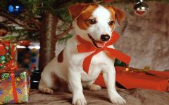 navidad-animales-perros-010.jpg