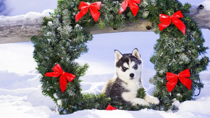 navidad-animales-perros-011.jpg