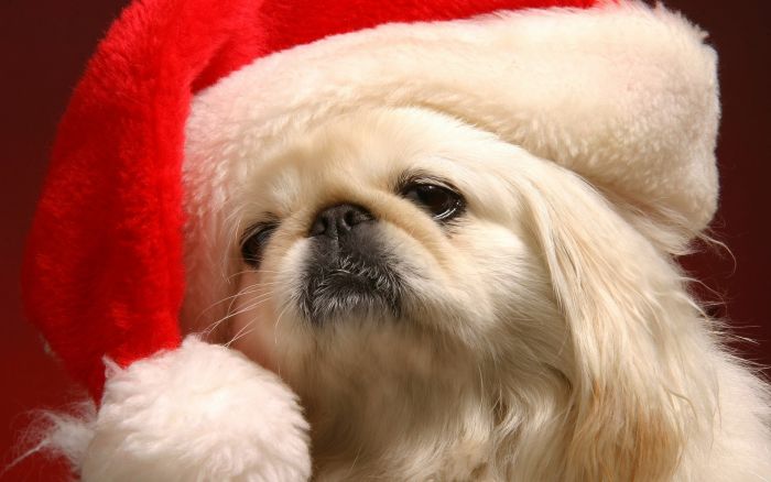 navidad-animales-perros-012.jpg