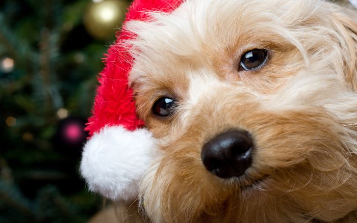 navidad-animales-perros-014.jpg