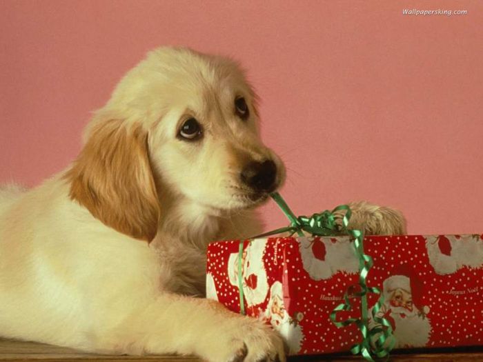 navidad-animales-perros-015.jpg