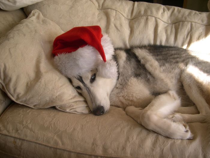 navidad-animales-perros-016.jpg