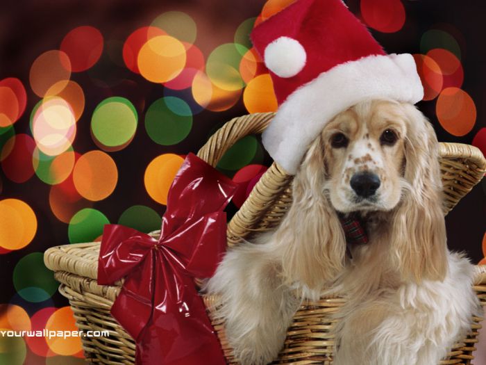 navidad-animales-perros-017.jpg