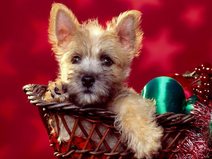 navidad-animales-perros-018.jpg