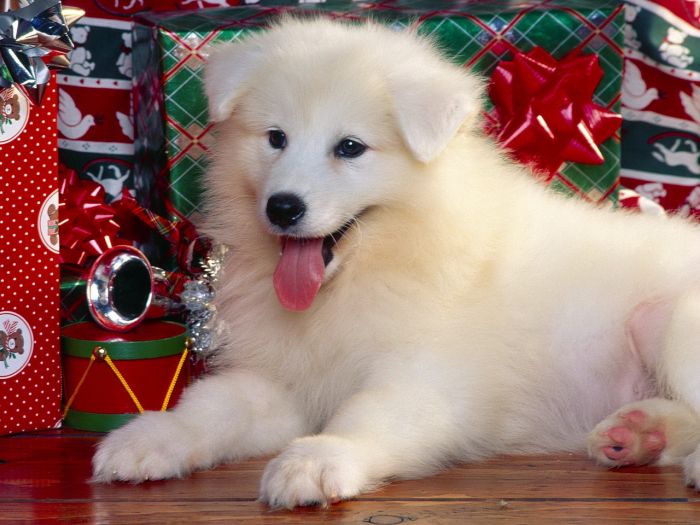 navidad-animales-perros-019.jpg