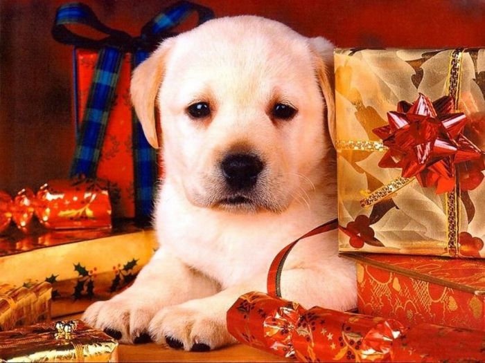 navidad-animales-perros-020.jpg