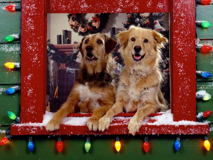 navidad-animales-perros-021.jpg