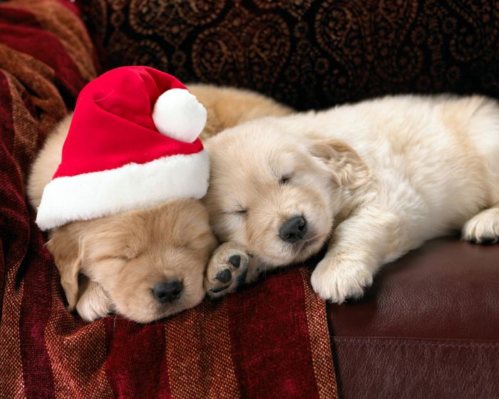 navidad-animales-perros-022.jpg