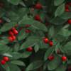 navidad-arboles-071.jpg