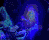 gifs-animados-grandes-007.gif