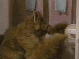 gifs-animados-grandes-066.gif
