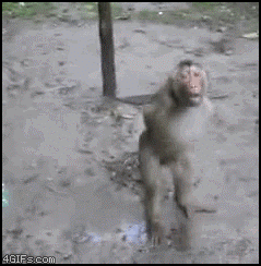 gifs-animados-grandes-301.gif