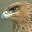 aguila-005.jpg