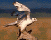 aguila-012.gif