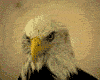 aguila-013.gif