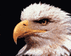 aguila-015.gif