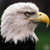 aguila-019.gif