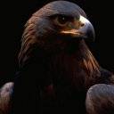 aguila-022.jpg