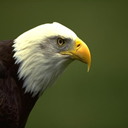 aguila-024.jpg