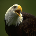 aguila-025.jpg