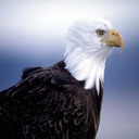 aguila-026.jpg
