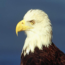 aguila-027.jpg
