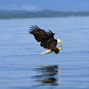 aguila-028.jpg