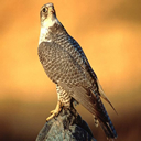aguila-029.jpg