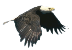 aguila-034.gif