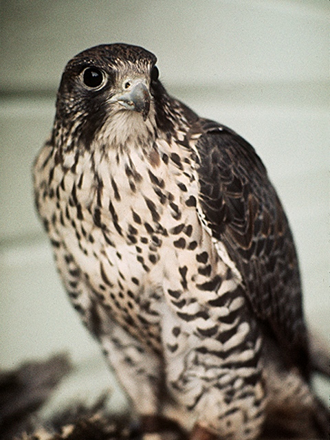 aguila-035.jpg