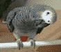 buho-014.gif
