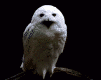 buho-016.gif