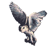buho-038.gif