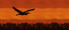 ciguenya-005.gif