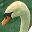 cisne-001.jpg