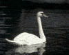 cisne-008.gif