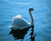 cisne-009.gif